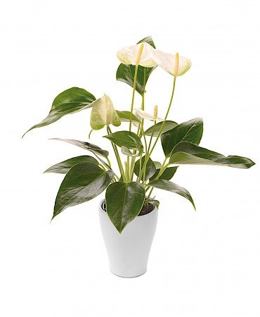 Anthurium Elido 7cm bianco