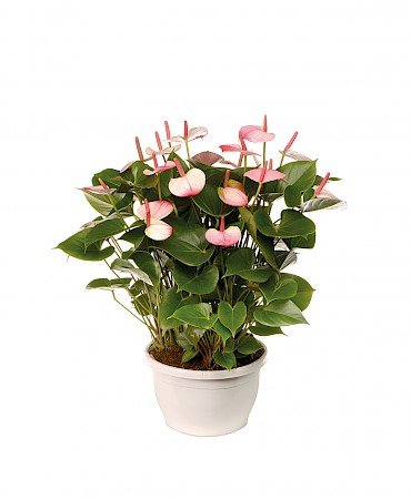 Anthurium Amalia Elegance 25cm rosa bianco